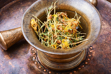 Hypericum healing plant