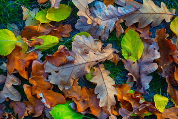 closeup heap of dry autumn leaves on a ground, natural background
