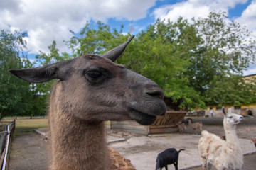 Obraz premium Funny lama glama portrait, dark brown hairy animal, funny face expression, outdoors and daylight, sunny day and farm animal