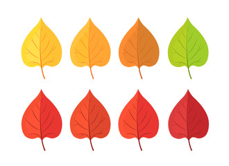 Autumn leave. Set of yellow red autumn leaf, fallen dry leaves isolated on white.