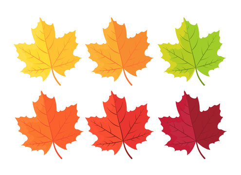 Autumn background with leaves. Maple leaf in red yellow brown and green