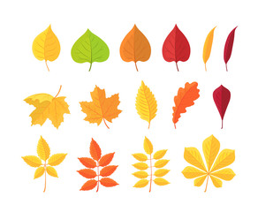 set of autumn leaves on white background