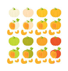 Pumpkin vegetable with green leaves and slices. Vector Botanical illustration isolated on white background.