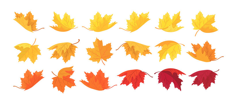 Large set of autumn maple leaves. Vector autumn background with leaves.