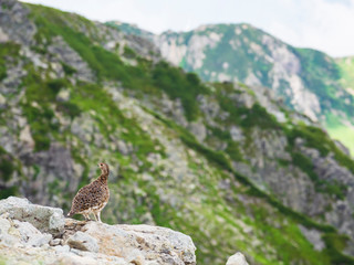 夏のライチョウ雌(rock ptarmigan)