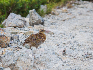 ライチョウ雛(rock ptarmigan)