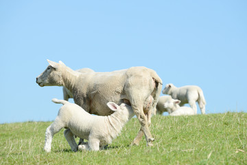 Fototapeta premium white ewe suckling sheep lamb on pasture