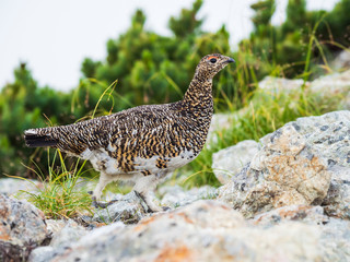 夏のライチョウ雌(rock ptarmigan)
