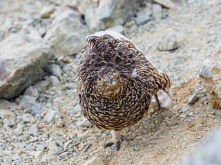 伸びをするライチョウ雌(rock ptarmigan)
