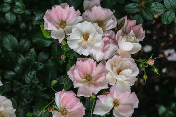 Beautiful delicate pink and white rosebuds in the garden.