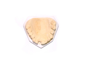 Tooth model Close up for study