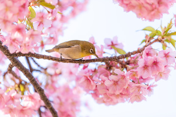 桜とメジロ