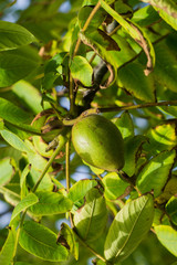 Fresh young walnut fruits on a tree in the garden.