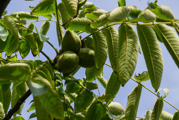 Fresh young walnut fruits on a tree in the garden.