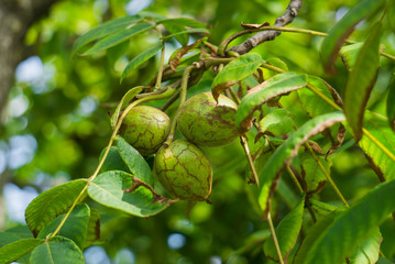 Fresh young walnut fruits on a tree in the garden.