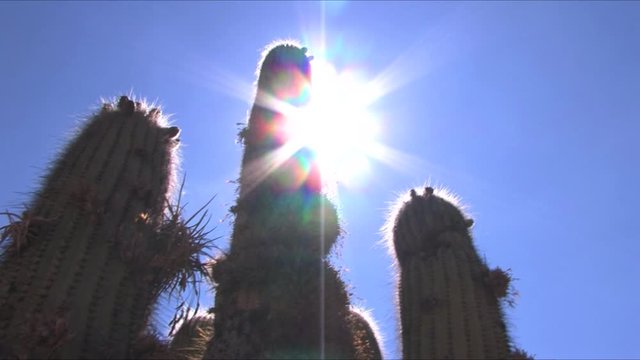 Track shot of a huge cactus with the sun coming in and out behind it in Jujuy, Argentina