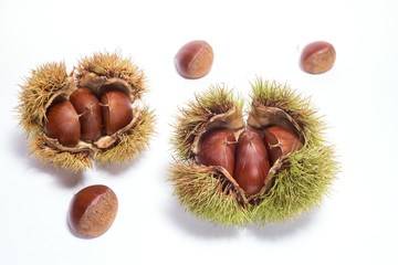 白背景のイガグリと栗の実