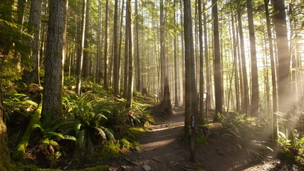 Forest with Volumetric Lights