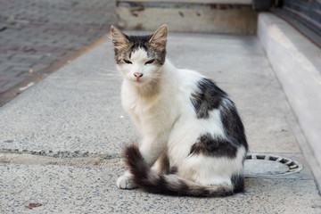 Homeless cute cat on the street sidewalk.