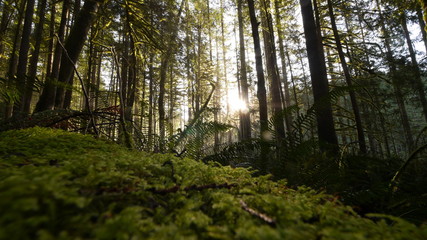 Forest with Volumetric Lights