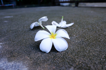 white frangipani flowers on the beach