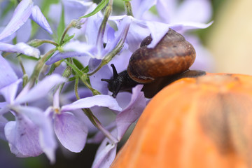 Snail sitting on a pumpkin in blue colors