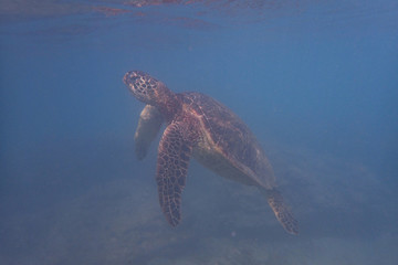 Turtle Underwater