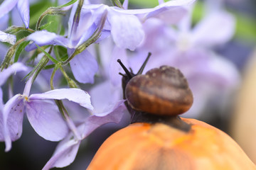 Snail sitting on a pumpkin in blue colors