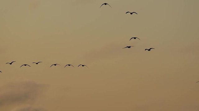 Barnacle geese migration flock gathering in Konnunsuo Lappeenranta, Finland 