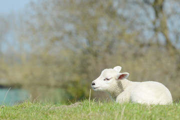 small white sheep lamb lying on pasture and looking