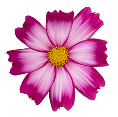 cosmos flower isolated