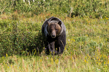 Grizzly Bear in Wild