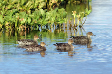 Mareca penelope. A flock of Wigeon in September swims among the thickets