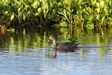 Mareca penelope. Wigeon in September swims among the thickets