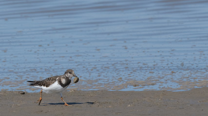 tournepierre "arenaria interpres"