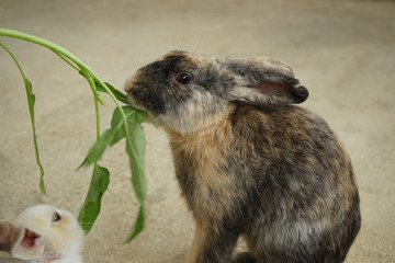 feeding rabbits