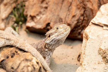 bearded dragon in a terrarium