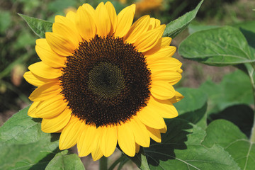 closeup yellow sunflower in field