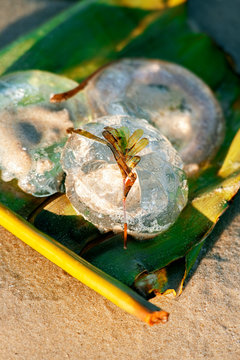 Australian jellyfish on the beach