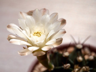 Cactus. echinopsis subdenudata