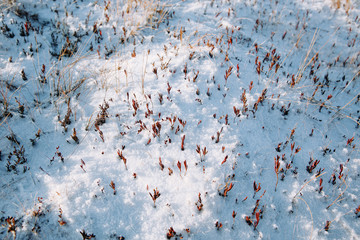 Small red plants covered with white, clean snow. Top down view.