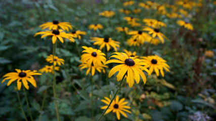 line of yellow flowers with focus in the foreground