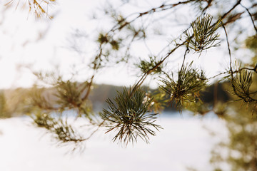 Branch of the pine tree at sunny winter day.