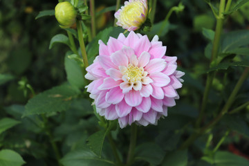 Blooming dahlia in the garden. Dahlia is a genus of bushy, tuberous, herbaceous perennial plants...