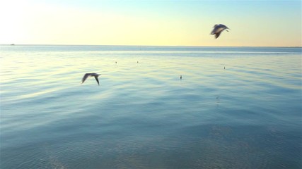 Seagulls flying over the ocean in slow motion.