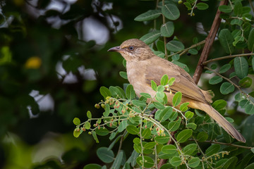 Streak-eared Bulbul perching on Phyllanthus reticulatus perch looking into a distance