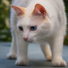 Stehende weiße Siam-Mix Katze