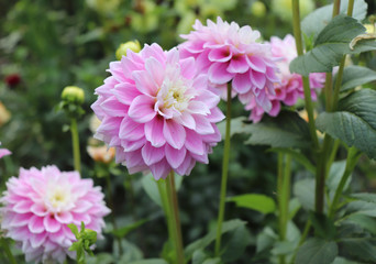 Blooming dahlia in the garden. Dahlia is a genus of bushy, tuberous, herbaceous perennial plants native to Mexico. There are 42 species of dahlia, with hybrids commonly grown as garden plants.