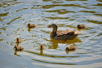 A duck with small ducklings floats on water on a summer day. Wildlife, waterfowl.