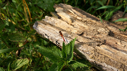 red dragonfly on the surface of an old tree